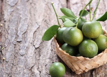O jeito mais fácil e barato de plantar limão em casa