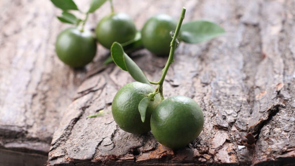 O jeito mais fácil e barato de plantar limão em casa