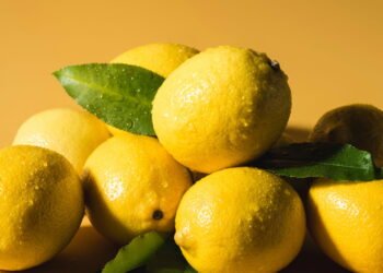 Passo a passo: como cuidar do seu limoeiro em vaso para que ele dê frutos o ano todo