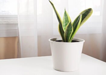 O melhor lugar para língua-de-sogra crescer forte e bonita em casa