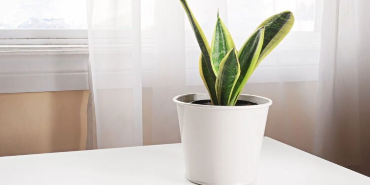 O melhor lugar para língua-de-sogra crescer forte e bonita em casa