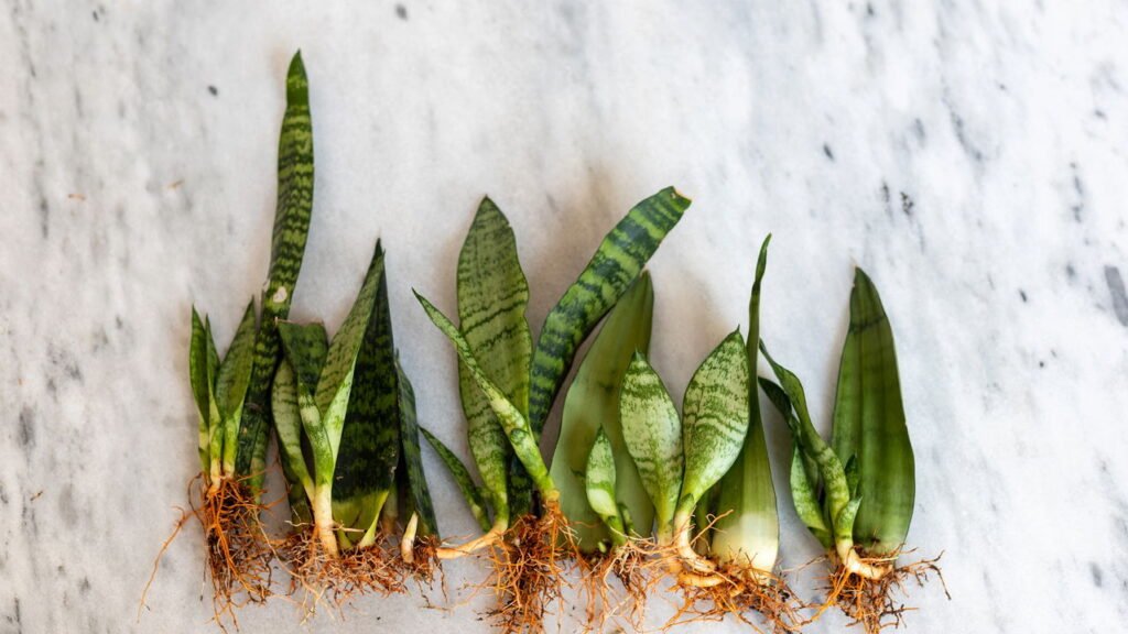 O melhor lugar para língua-de-sogra crescer forte e bonita em casa