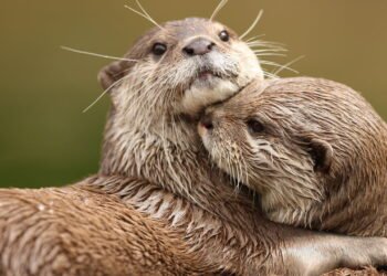 Mamífero predador latino-americano que era considerado extinto há 40 anos reapareceu, confira