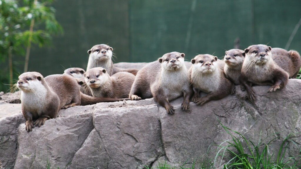 Mamífero predador latino-americano que era considerado extinto há 40 anos reapareceu, confira