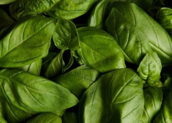 Erro comum no cultivo de manjericão surpreende até jardineiros experientes