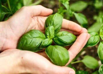 O guia definitivo para cultivar manjericão o ano inteiro com sucesso