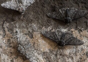 O que significa quando uma borboleta preta entra na sua casa