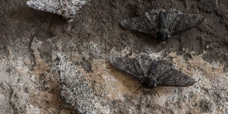 Mariposa - Créditos: depositphotos.com / IanRedding