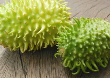 O Vegetal mais esquecido do Brasil combate 3 doenças