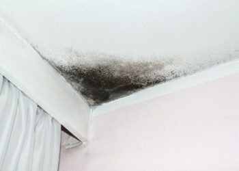 Sinais de que sua casa tem mofo — e como se livrar dele