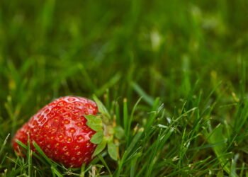 Essa fruta está virando tendência entre quem busca mais saúde e energia