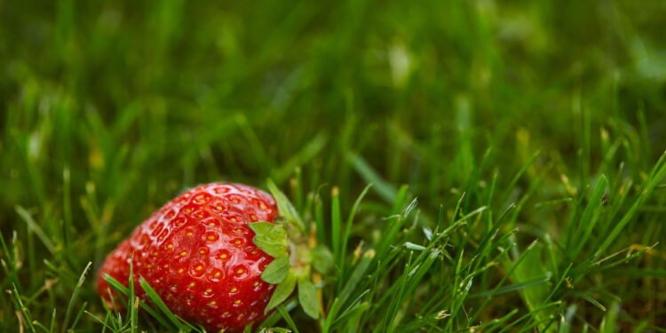 Essa fruta está virando tendência entre quem busca mais saúde e energia