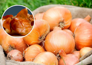Para que servem as cascas de cebola e por que elas são consideradas um tesouro?
