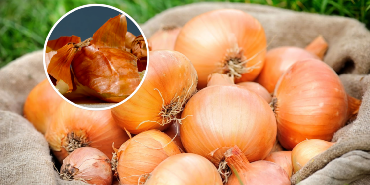 Para que servem as cascas de cebola e por que elas são consideradas um tesouro?