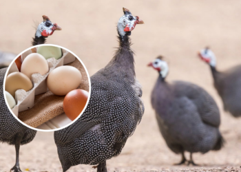 Por que comemos ovos de galinha, ovos de pato e ovos de codorna, mas não ovos de peru?