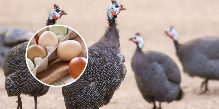 Por que comemos ovos de galinha, ovos de pato e ovos de codorna, mas não ovos de peru?