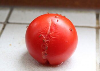 Como eliminar moscas de fruta em latas de lixo de forma eficiente