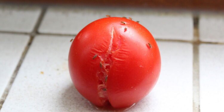 Como eliminar moscas de fruta em latas de lixo de forma eficiente