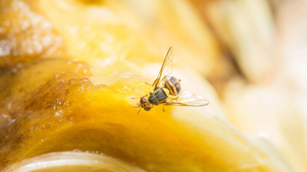 Como eliminar moscas de fruta em latas de lixo de forma eficiente
