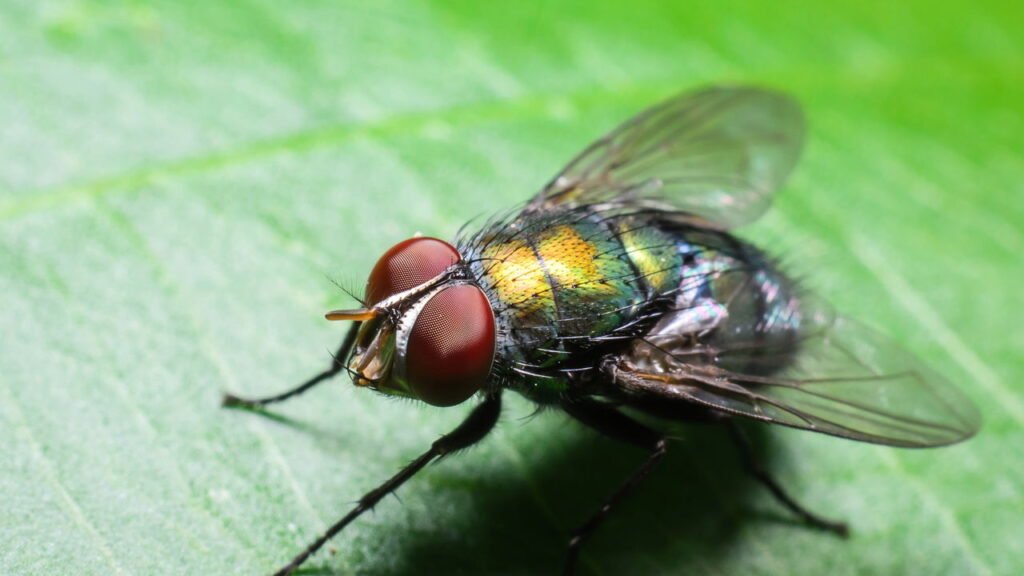 Descubra o método mais eficiente para manter moscas longe da sua casa