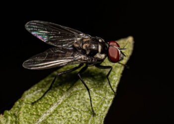 O truque da moeda para manter as moscas longe de sua casa, de acordo com um especialista em limpeza