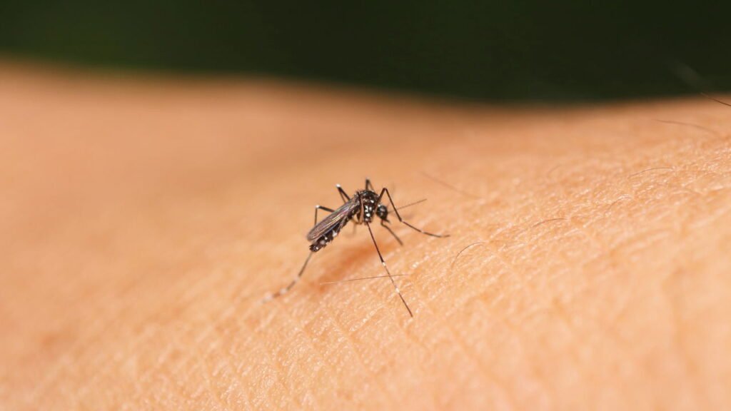 A solução natural contra mosquitos que conquistou as famílias brasileiras