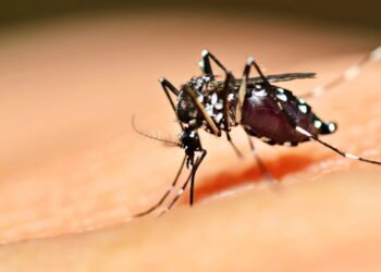 O melhor truque natural para evitar picadas de mosquito no verão