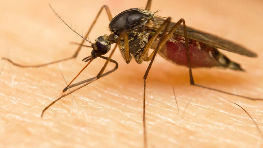 O melhor truque natural para evitar picadas de mosquito no verão