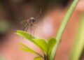 6 plantas repelentes para espantar mosquitos em casa