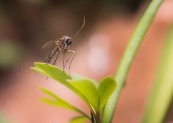 6 plantas repelentes para espantar mosquitos em casa