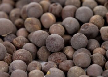 Pesquisas revelam que a mostarda-castanha tem poder medicinal surpreendente