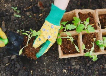 A técnica que usa papel higiênico para fazer suas plantas crescerem melhor