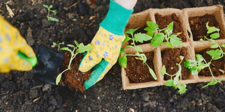 Mudas - Créditos: depositphotos.com / pressmaster