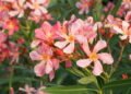 Como fazer o oleandro dar flores abundantes com uma poda simples