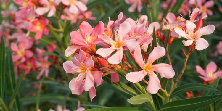 Oleandro - Créditos: depositphotos.com / pongsak14