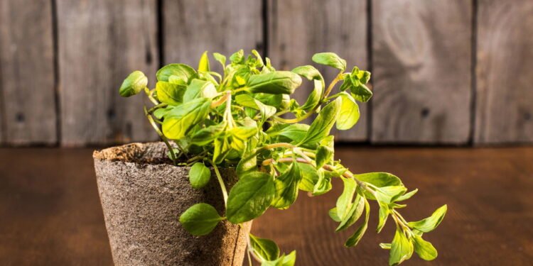 Bastante utilizada na culinária brasileira - Créditos: depositphotos.com / AlexNazaruk