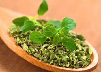 Como plantar orégano em casa e ter tempero fresco o ano todo?