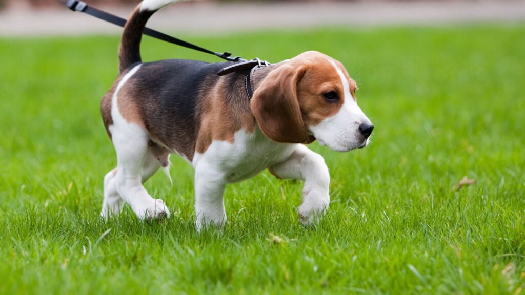 5 dicas para limpar as patinhas do pet e evitar problemas em casa