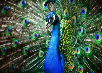 Você sabe por que os pavões exibem penas tão vibrantes?