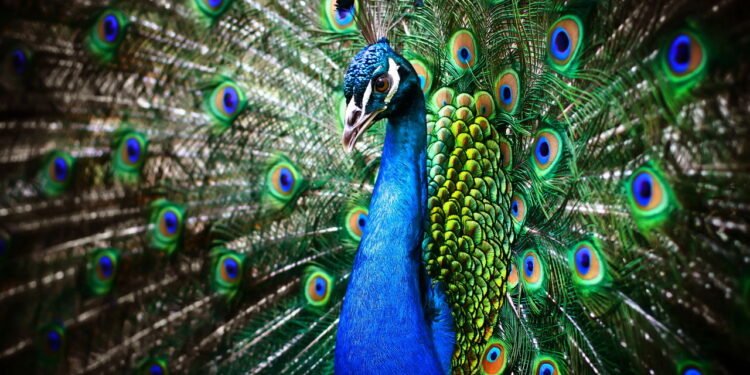 Pavão // Créditos: depositphotos.com / palinchak