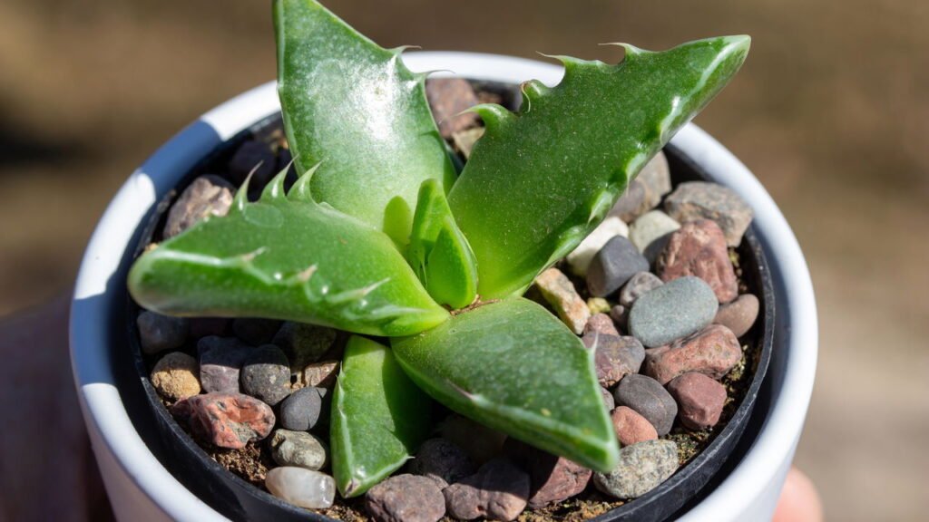 Por que muitas pessoas colocam pedras em vasos e qual a função delas