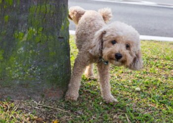 Por que temos mais vontade de fazer xixi quando está frio?