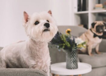 5 dicas práticas para reduzir pelos de pets em móveis e roupas