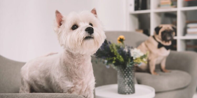 5 dicas práticas para reduzir pelos de pets em móveis e roupas