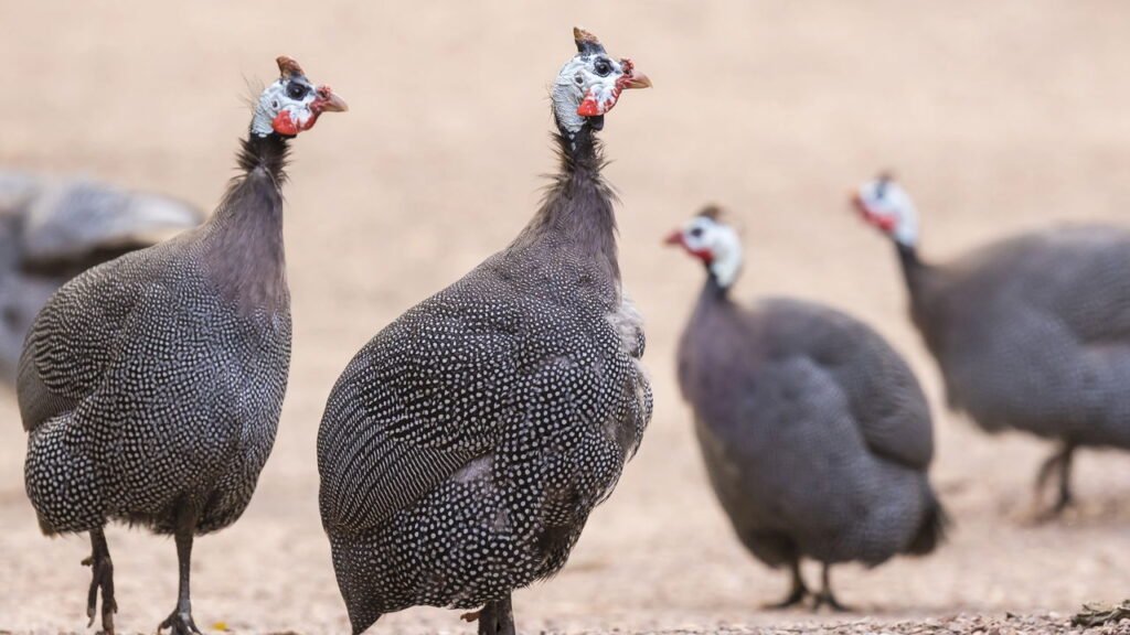 Por que comemos ovos de galinha, ovos de pato e ovos de codorna, mas não ovos de peru?