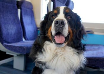 Dicas para transportar pets com segurança em transporte público