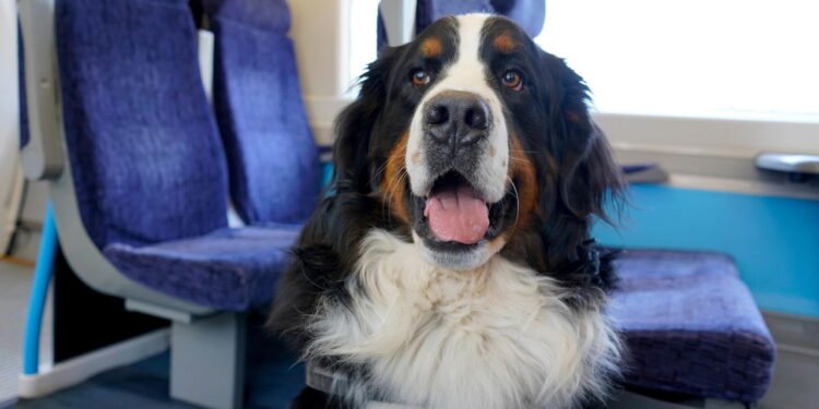 Dicas para transportar pets com segurança em transporte público