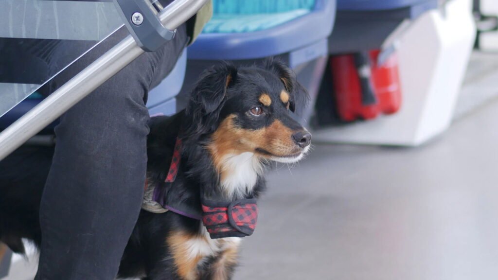 Dicas para transportar pets com segurança em transporte público