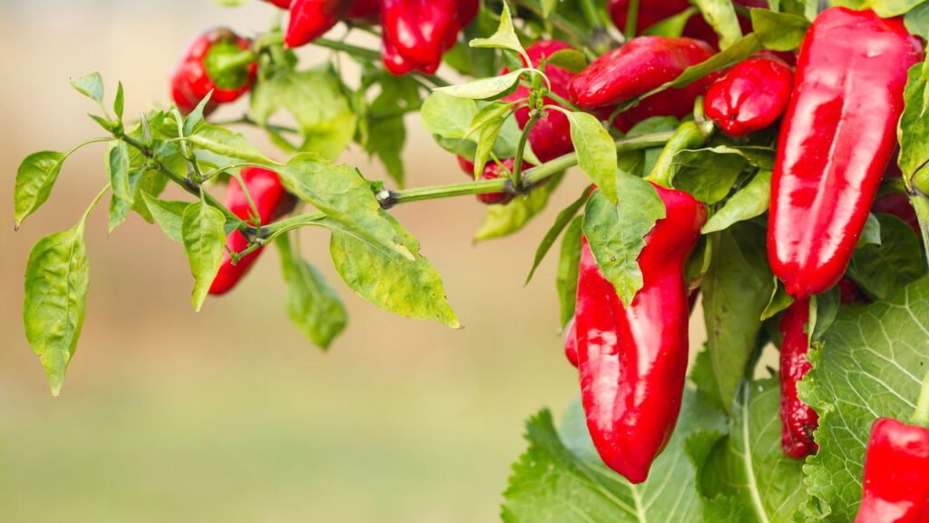 O que a canela e gengibre podem fazer no seu corpo?