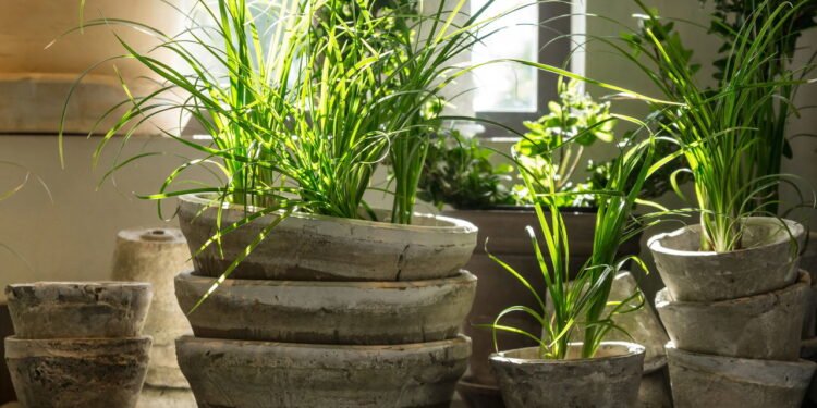 Depois que coloquei plantas em casa tudo mudou para melhor